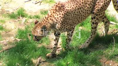 Cheetah Foraging