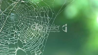 Spider web in forest