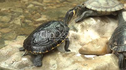 Turtle, red eared slider, sunbath on rocks