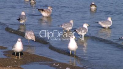 Freshwater Seagulls on Shore