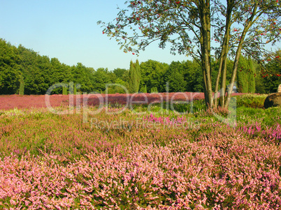 die Heide Blüht