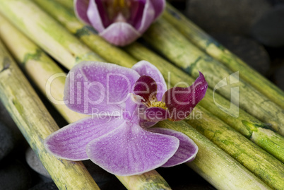 Orchideen auf Bambus