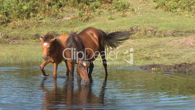 Wild horses on water in pond