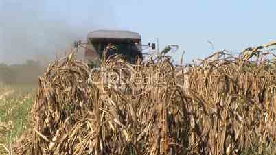 Combine Harvesting Corn 05