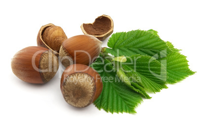 Hazelnuts with leaves