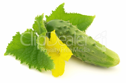 Cucumber with leaves