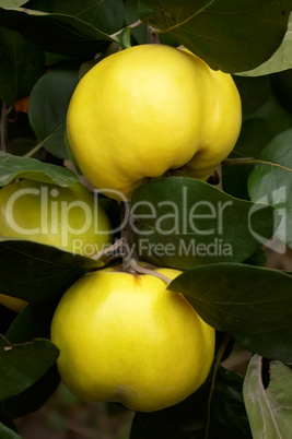 Ripe quince