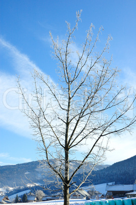 Vereister Baum