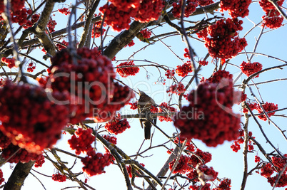 Vogelbeerbaum