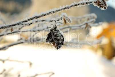 Vereister Ast mit Blatt