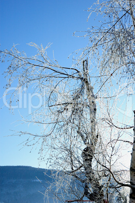 Vereister Baum im Sonnenschein