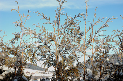 Winterliches Gebüsch im Sonnenschein