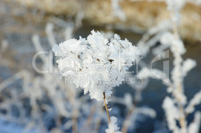 Blume mit Schneemoleküle