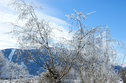 Vereister Baum im Sonnenschein