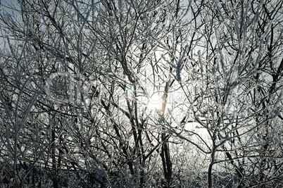 Baum im Winterkleid und Sonnenschein