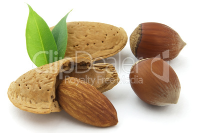 Filbert and almond