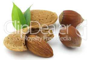 Filbert and almond