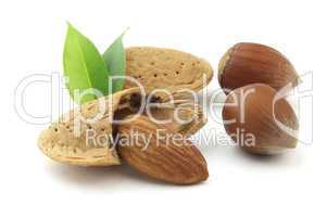 Almonds and hazelnuts