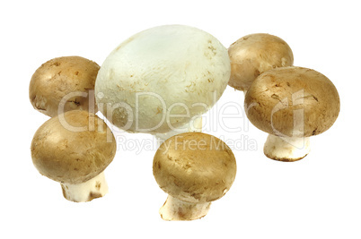 Champignons