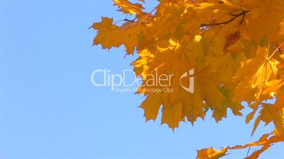 HD Tree branch with yellow leaves on blue sky background