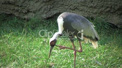 Red-crowned Crane