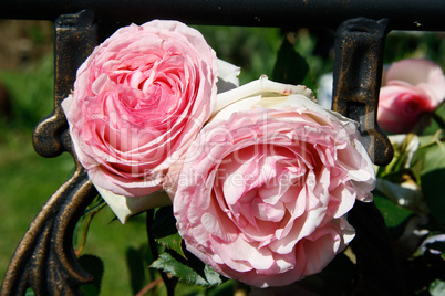 Rosen im Garten