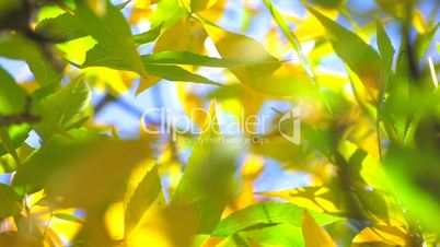 HD Backlit green and yellow leaves