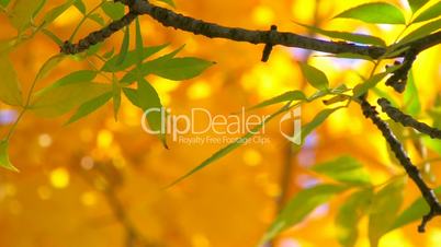 HD Tree branch with green leaves on orange background, closeup