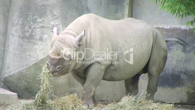 Rhinoceros Eating