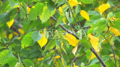 HD Moving tree branch with green and yellow leaves
