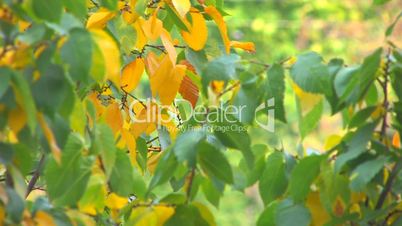 HD Tree branch with green and yellow leaves