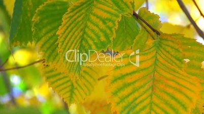 HD Tree branch with yellow and green leaves