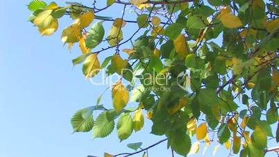 HD Tree branch with green and yellow leaves on sky background, closeup