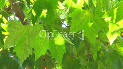 HD Backlit green leaves and sunbeams, closeup