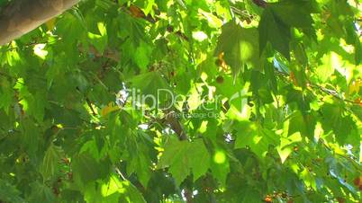 HD Backlit green leaves and sunbeams