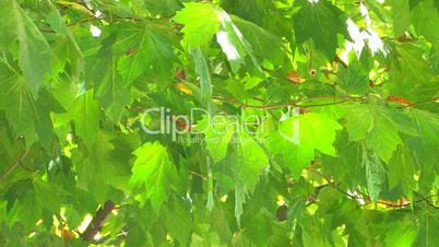 HD Tree branch with backlit green leaves and sunbeams