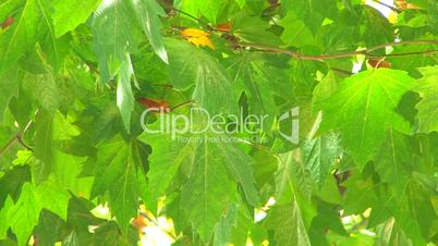 HD Tree branch with backlit green leaves, closeup