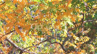 HD Abstract image of autumnal leaves