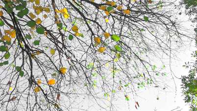 HD Last autumnal leaves against the clear sky