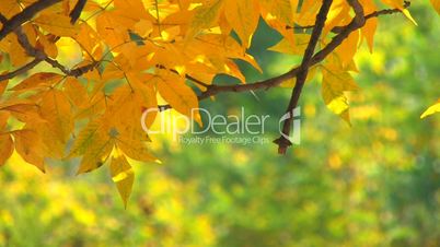 HD Tree branch with yellow leaves on green background, closeup