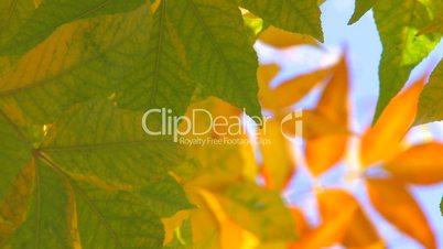 HD Green leaves against defocused yellow leaf background, closeup