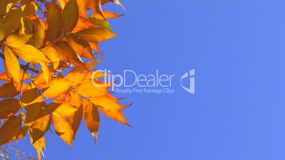 HD Autumn gold leaves against the clear blue sky, closeup