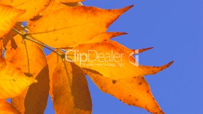 HD Moving autumn gold leaves against the clear blue sky, closeup