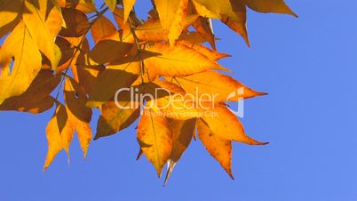 HD Moving autumn orange leaves against the clear blue sky, closeup