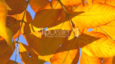 HD Moving autumn orange leaves, closeup