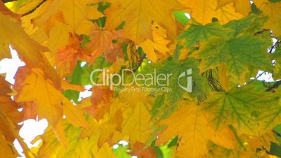 HD Moving tree branch with green and yellow leaves, closeup