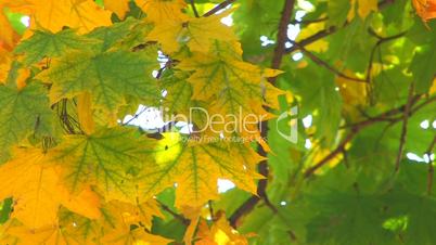 HD Moving tree branch with green and yellow leaves, closeup