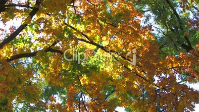 HD Yellow, orange, green tree branches on sky background