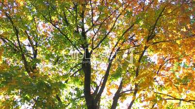 HD Abstract autumnal multi colored tree