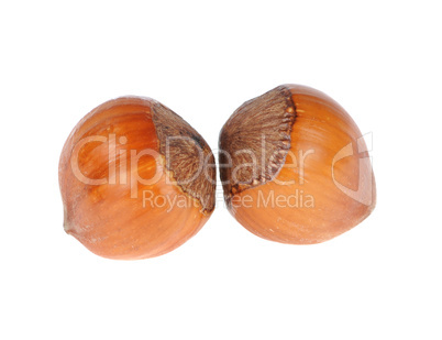 hazelnuts hazelnuts
